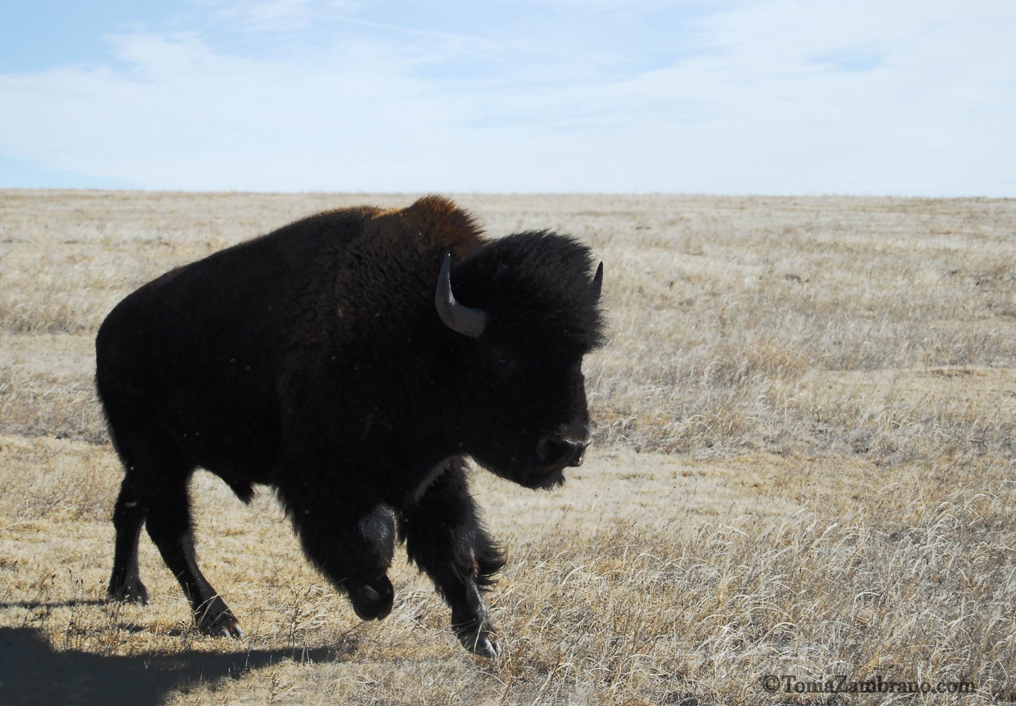 Bison Hunt 2, Colorado, 2011