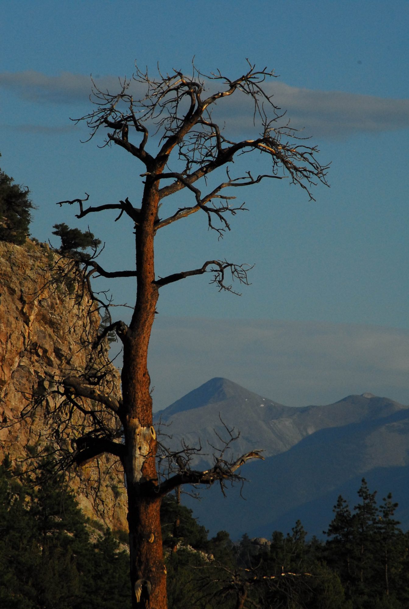 Tree and Mountains, Colorado 2009