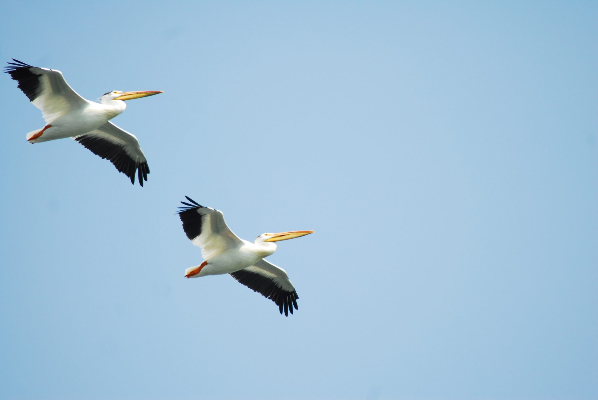 White American Pelican 6, Barr Lake, CO 2016