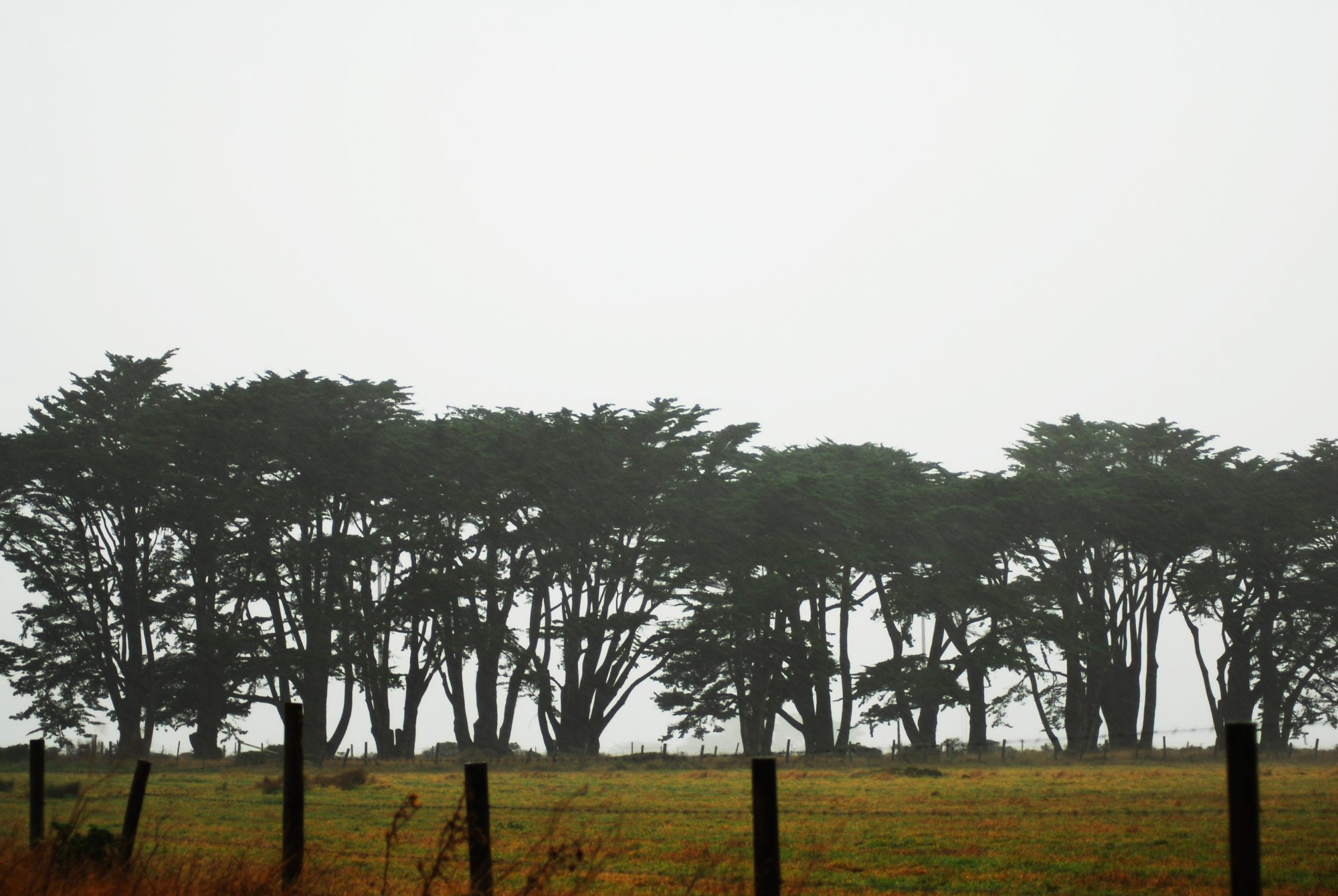 Road to Point Reyes, CA