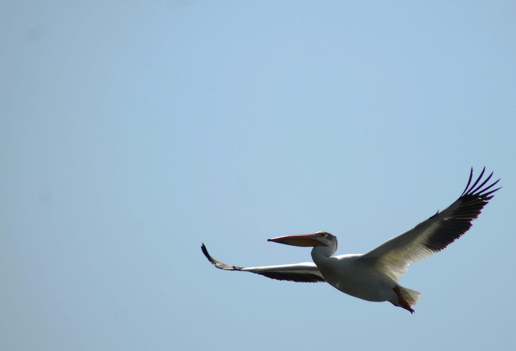 White American Pelican 2, Barr Lake, CO 2016