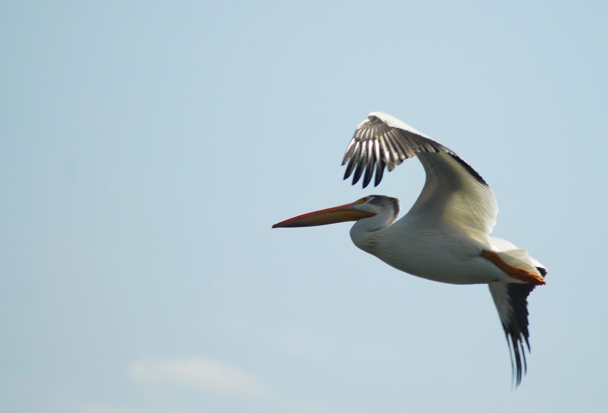 White American Pelican, Barr Lake, CO 2016