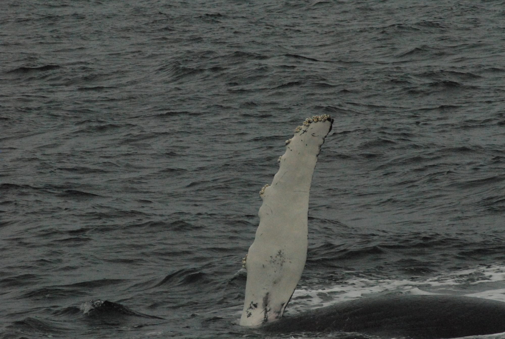 Whale Wave, Cape Cod, 2008