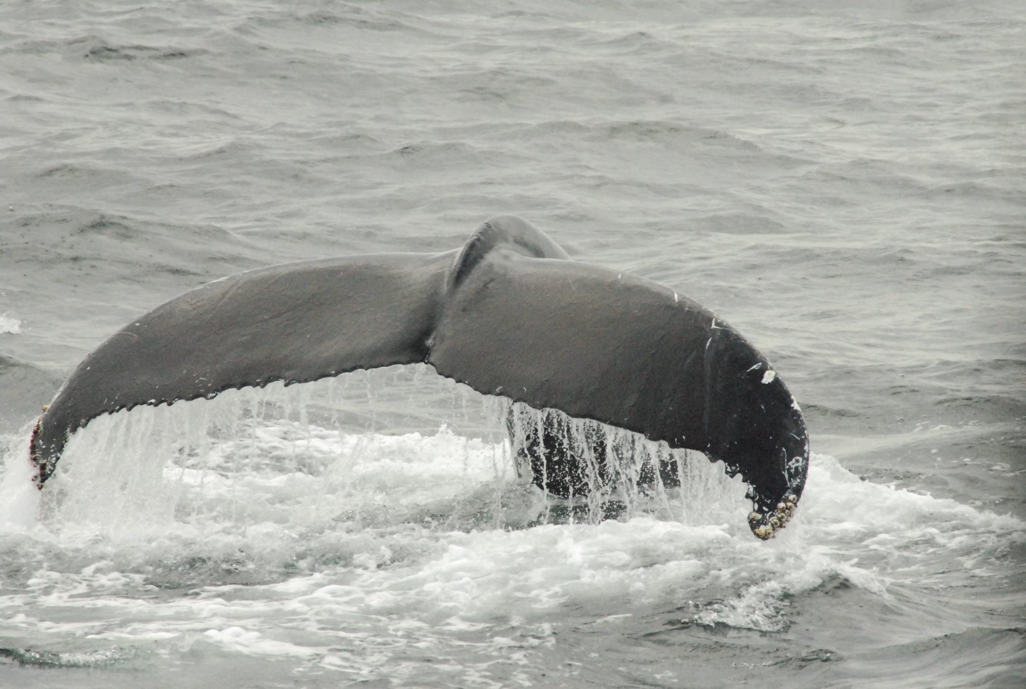 Whale Tail 2, Cape Cod, 2008