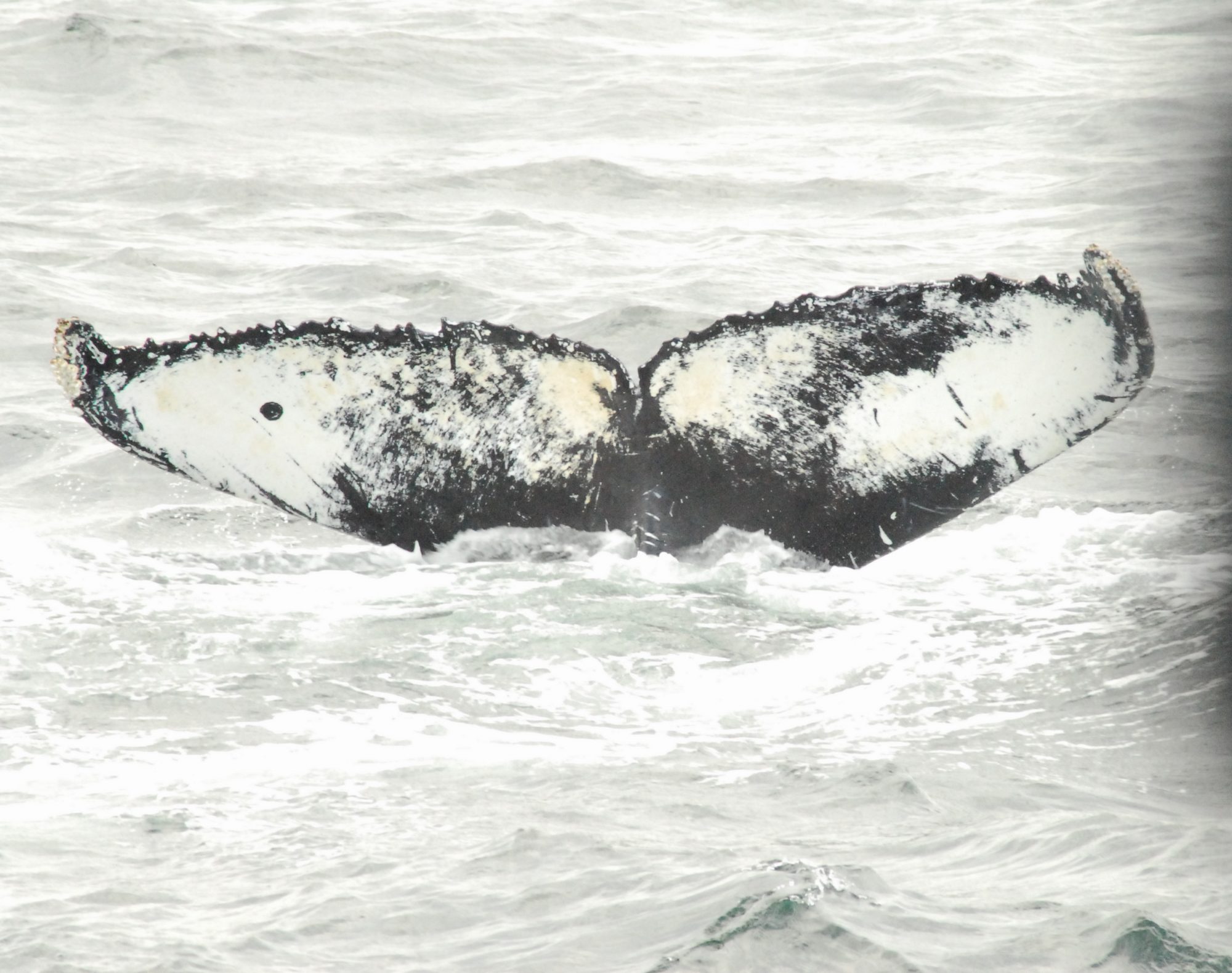 Whale Tail 3, Cape Cod, 2008