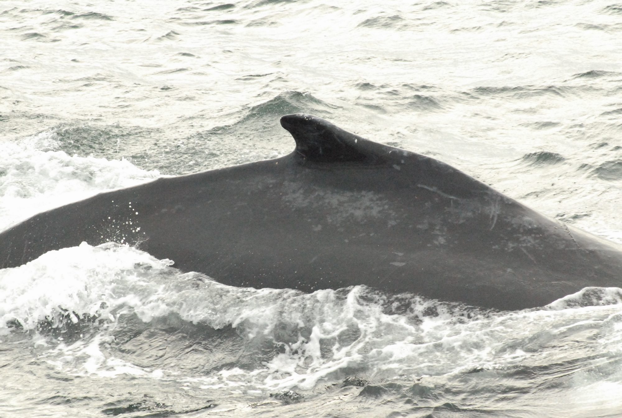 Whale Dorsal Fin, Cape Cod, 2008