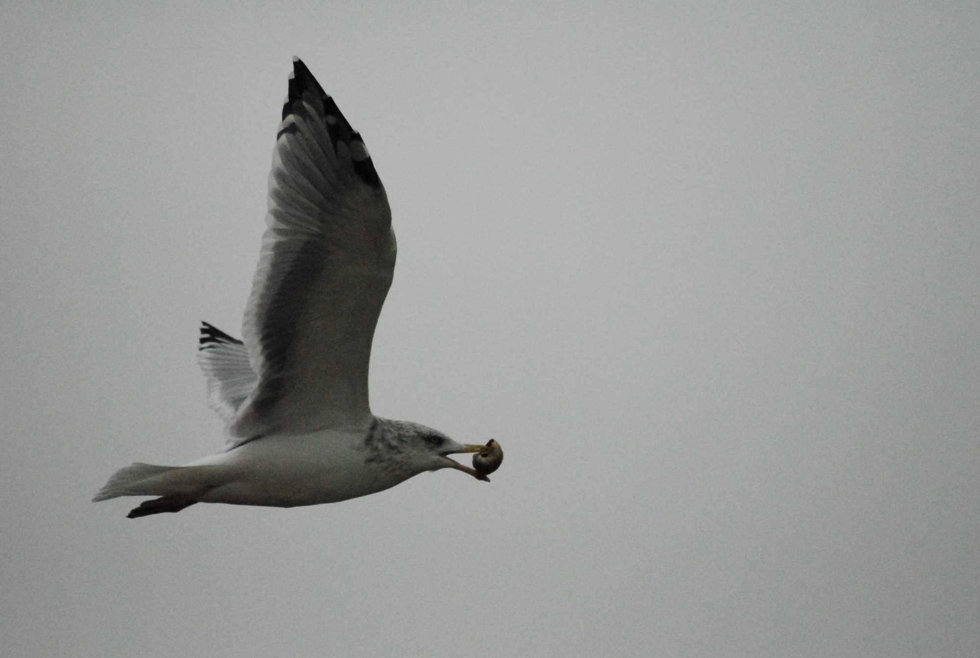 Seagull and Snail, Cape Cod, 2008
