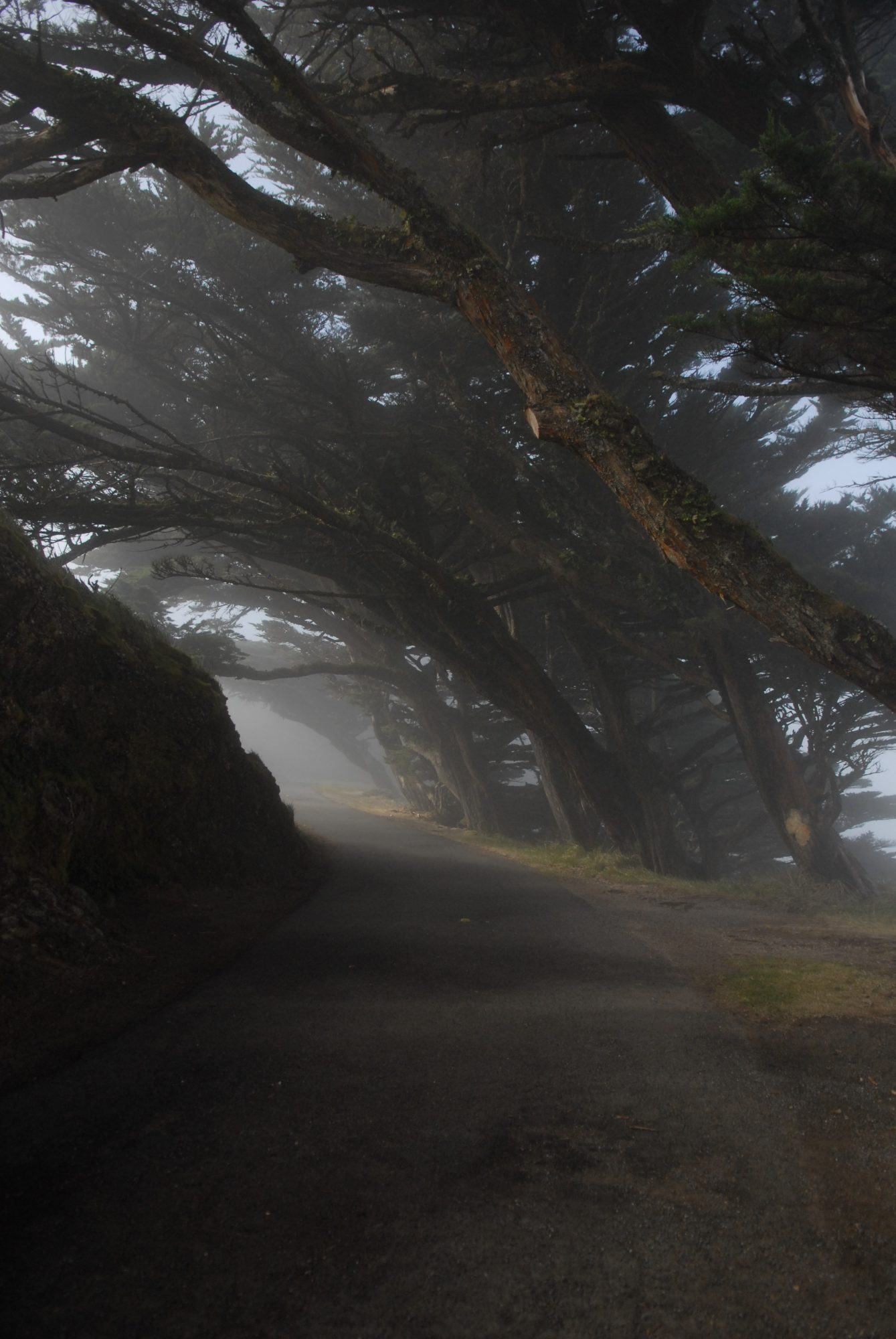 Road to Point Reyes Lighthouse, CA