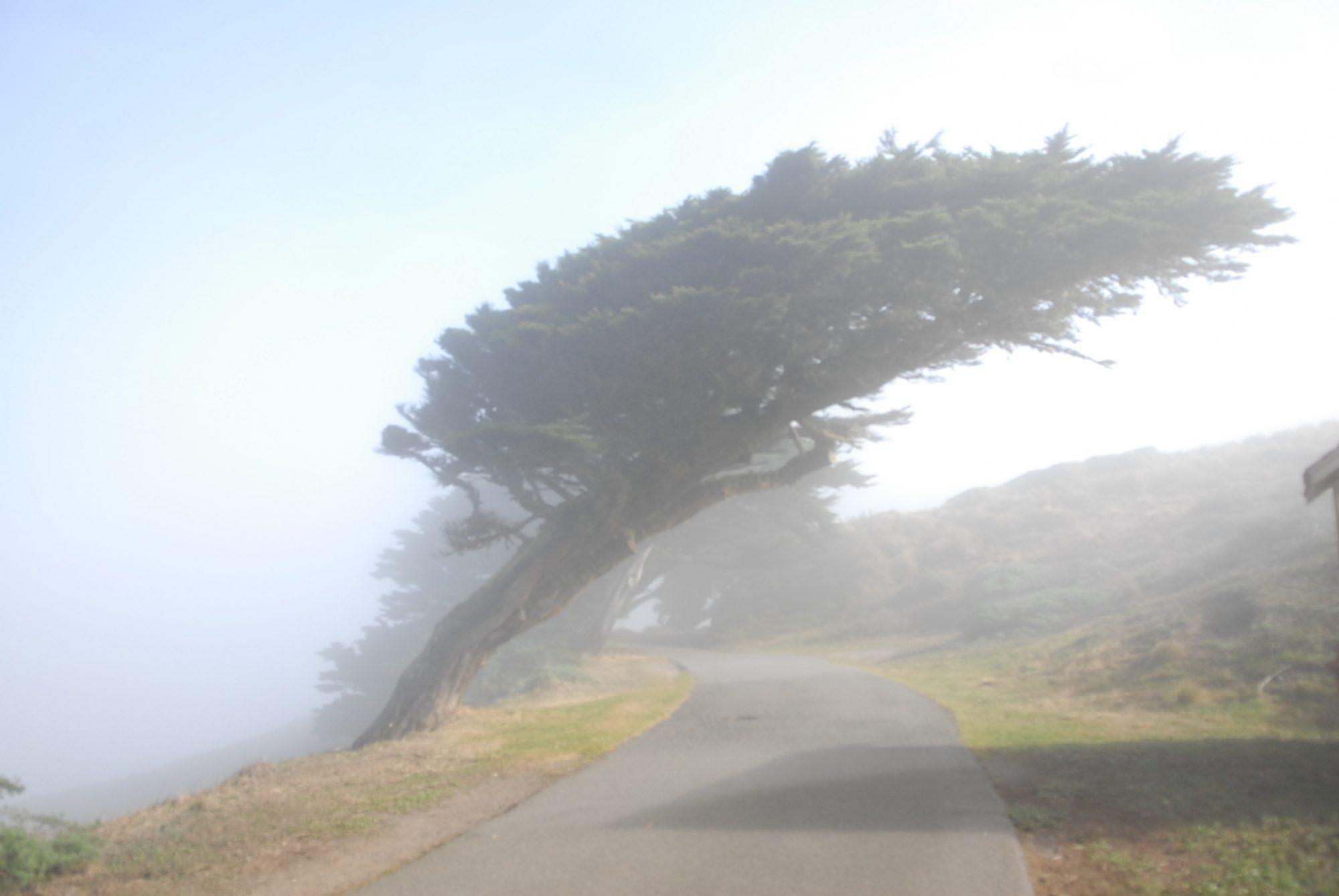 Road to Point Reyes Lighthouse 2, CA