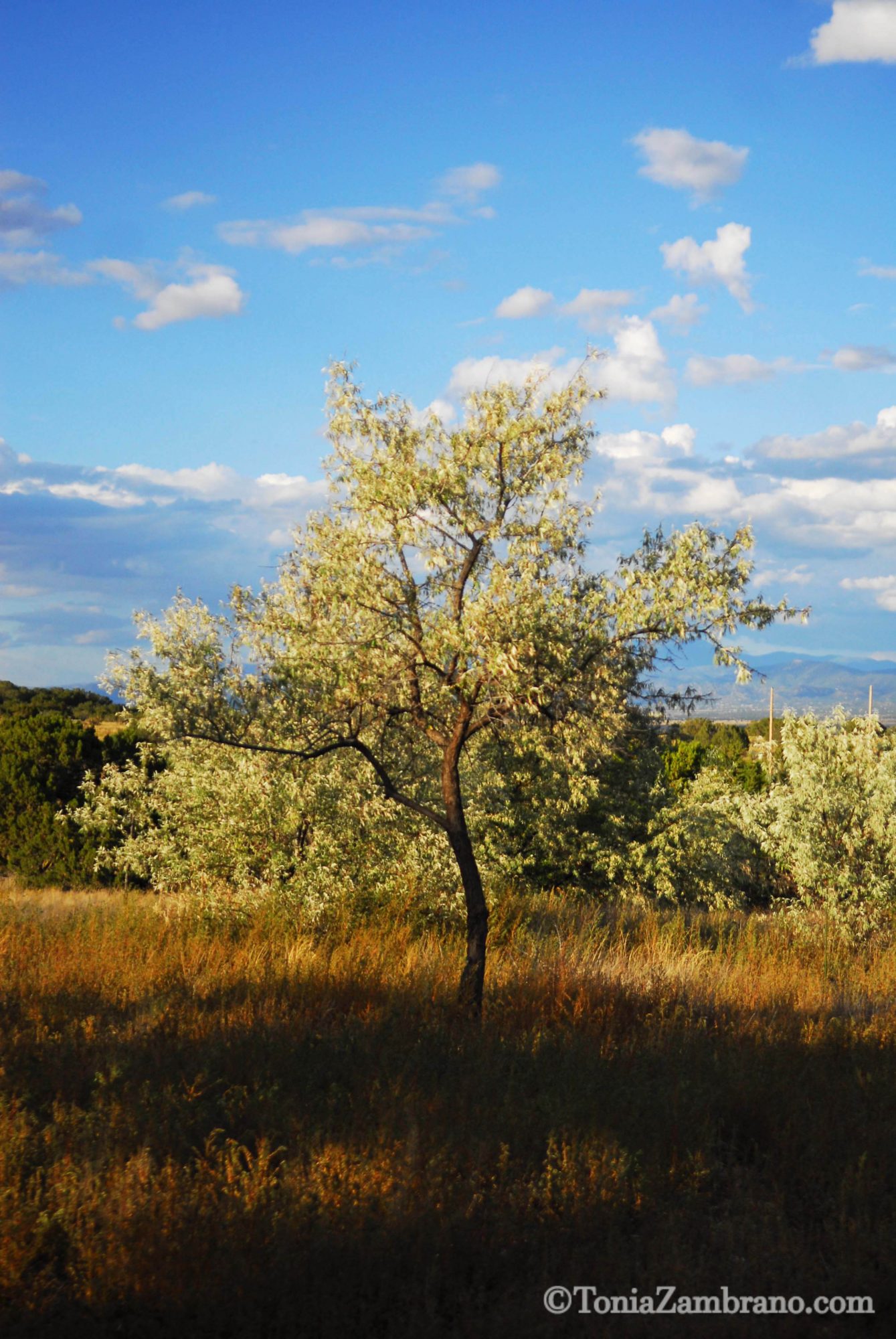 Solo Tree, Synergia Ranch, Santa Fe, 2015