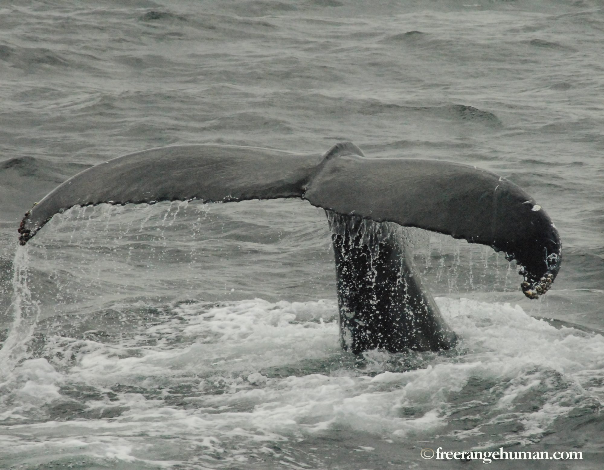 Whale Tail, Cape Cod