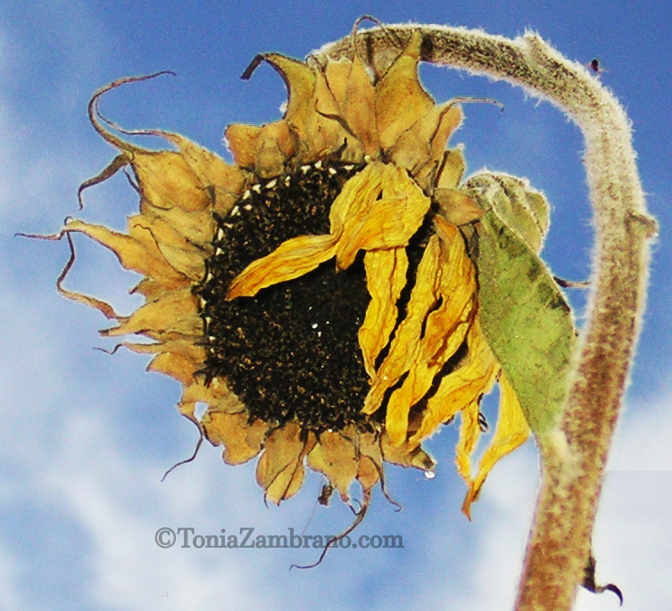 Black Hole Sunflower, 2004