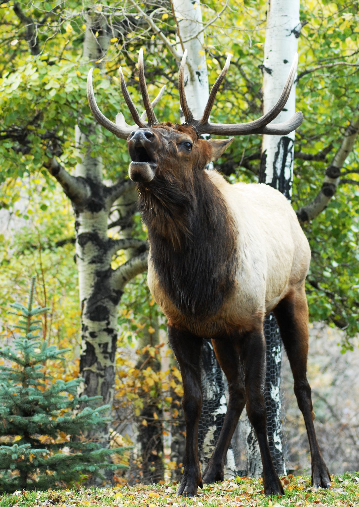 Elk Bugle, Estes Park, Colorado
