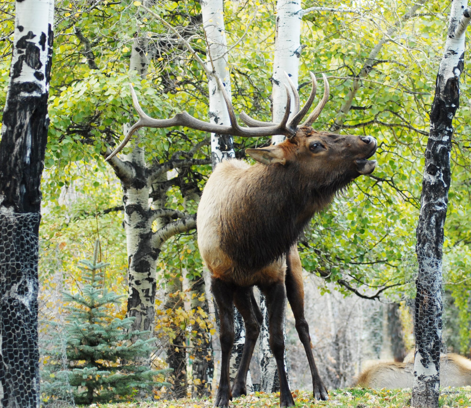 Elk 2, Estes Park, Colorado