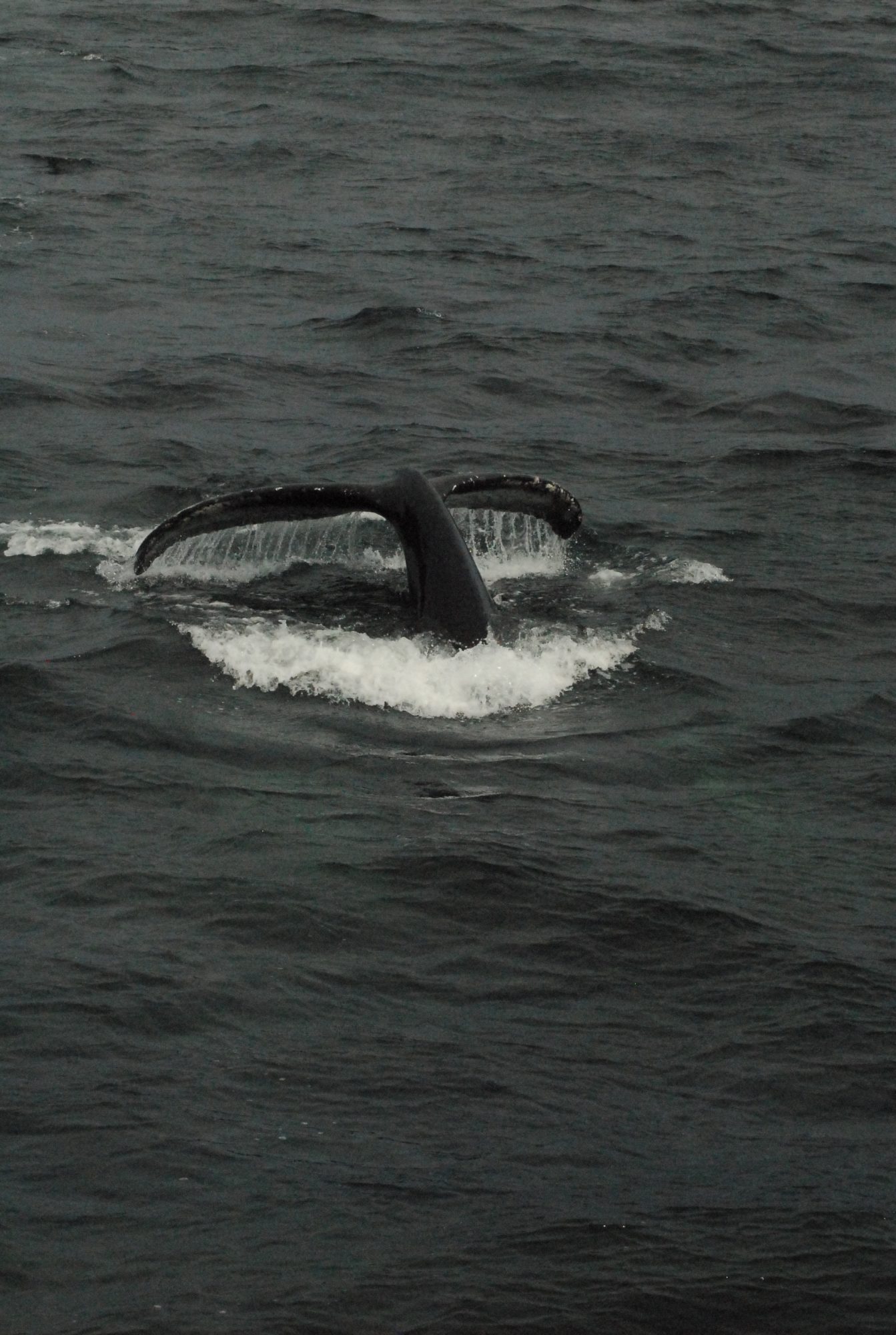Whale Tail 3, Cape Cod, 2008